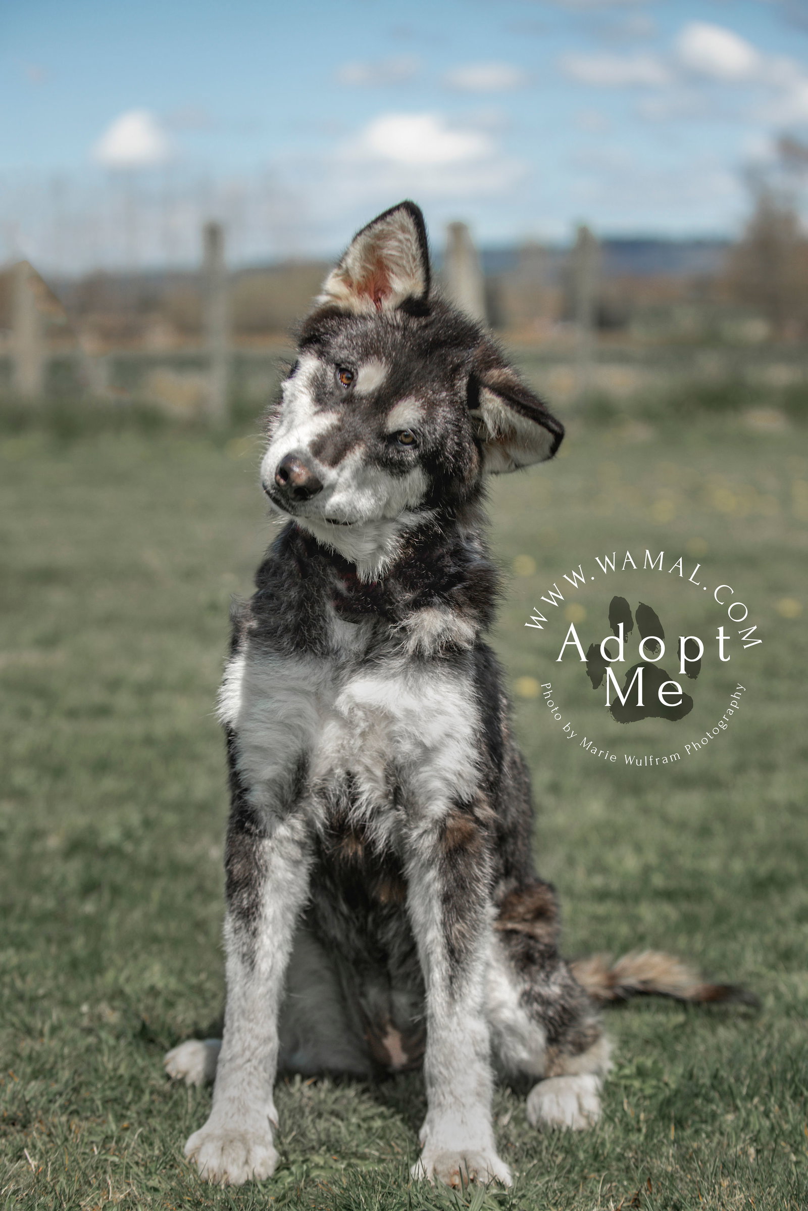 dog-image