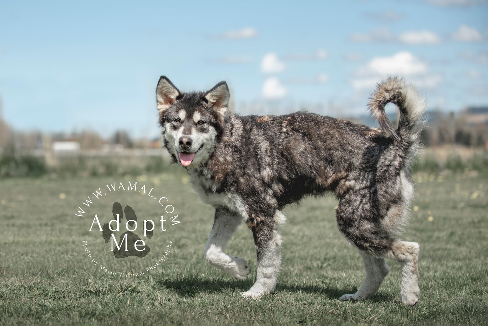 dog-image