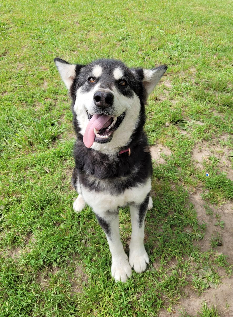 dog-image