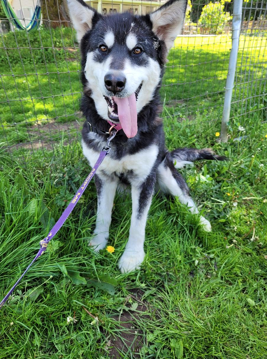 dog-image