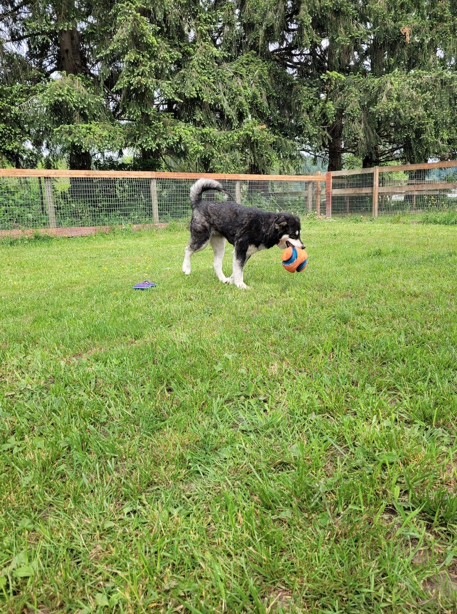 dog-image