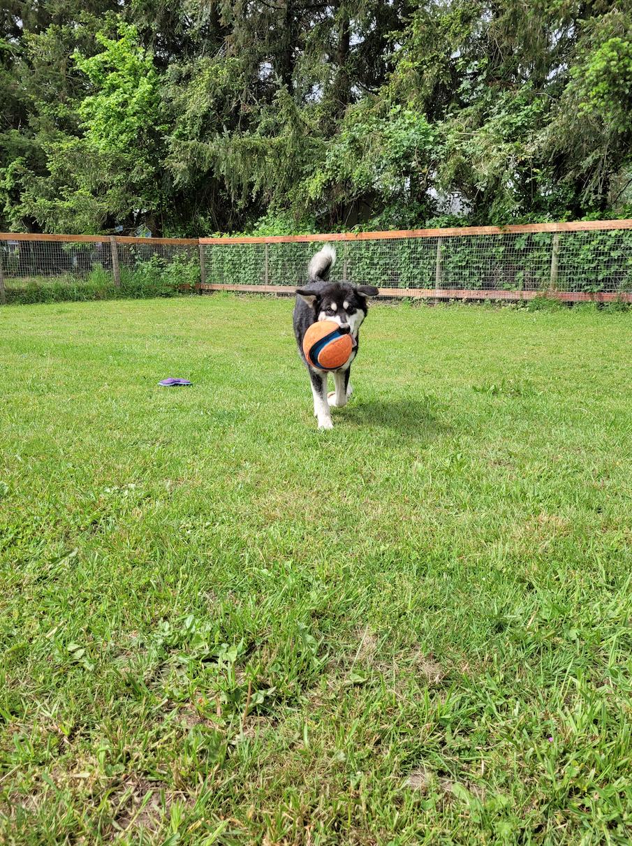 dog-image