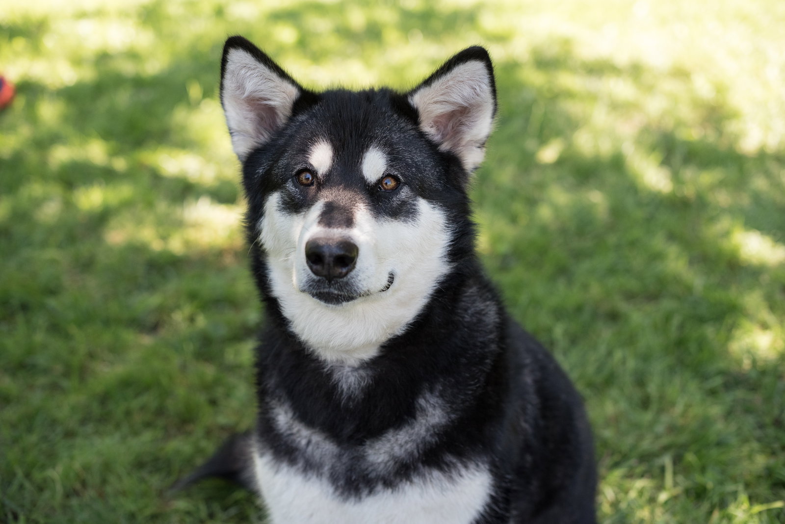 dog-image