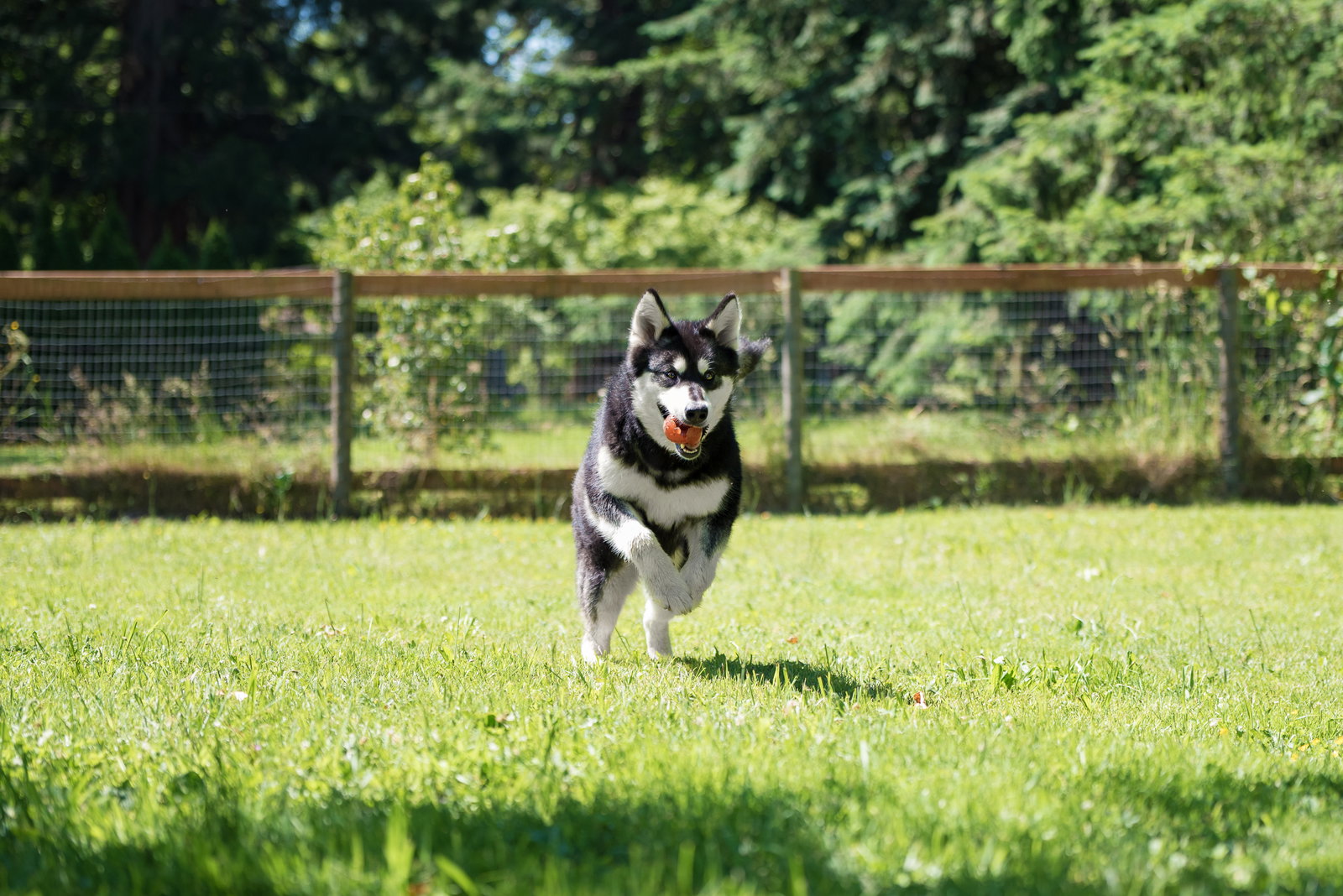 dog-image