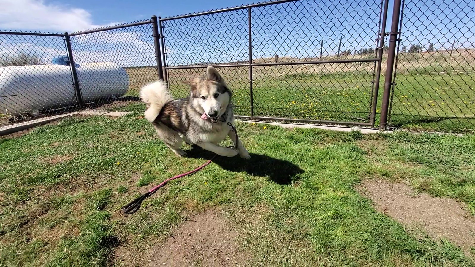 dog-image