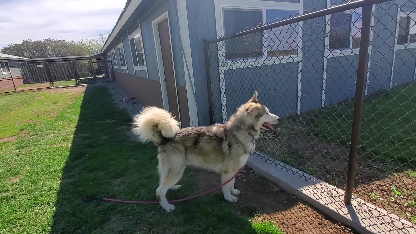 dog-image