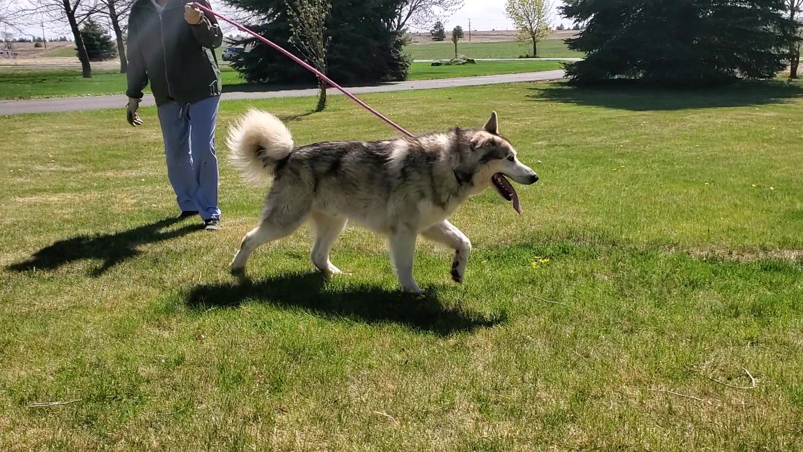 dog-image