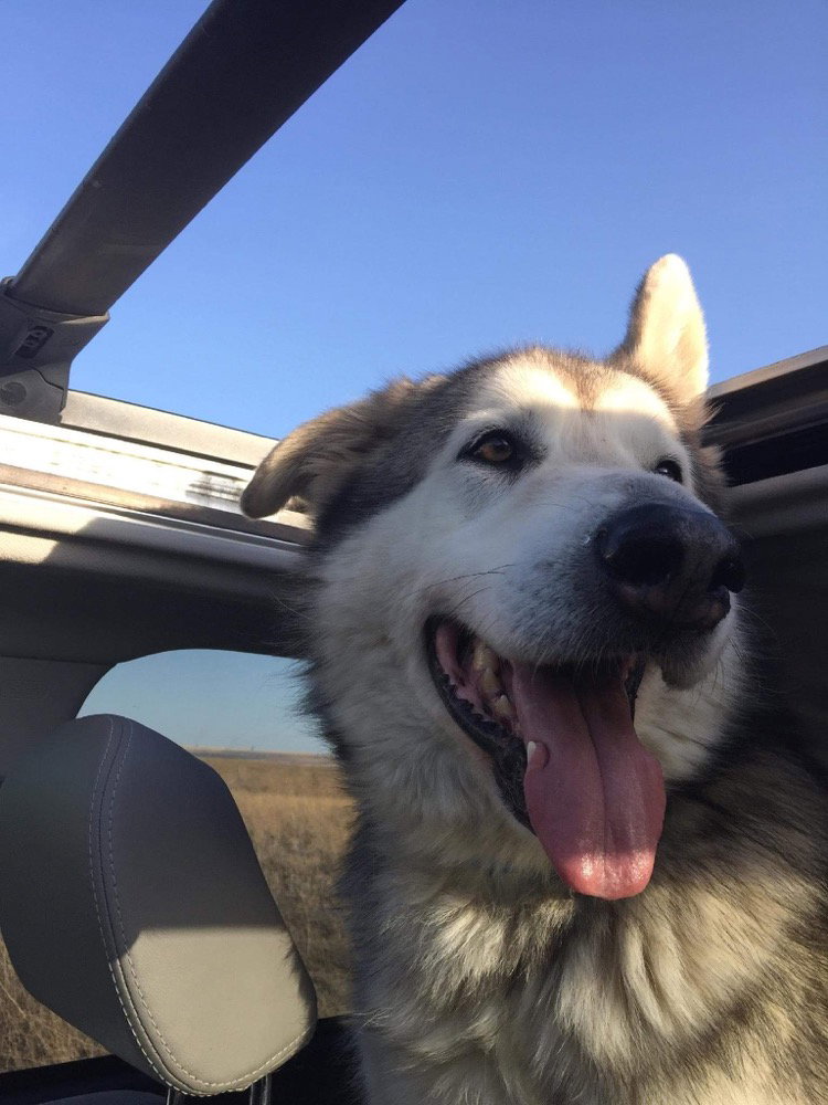 dog-image