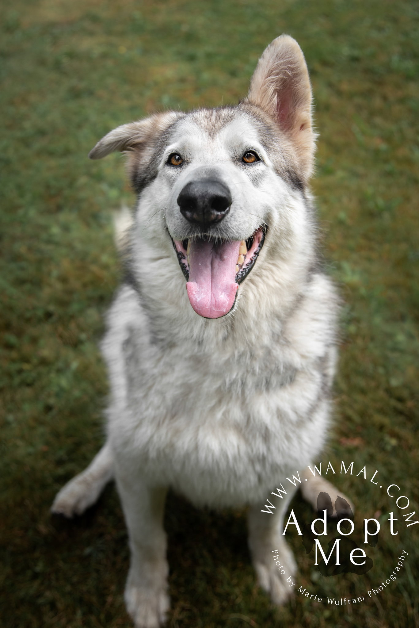 dog-image