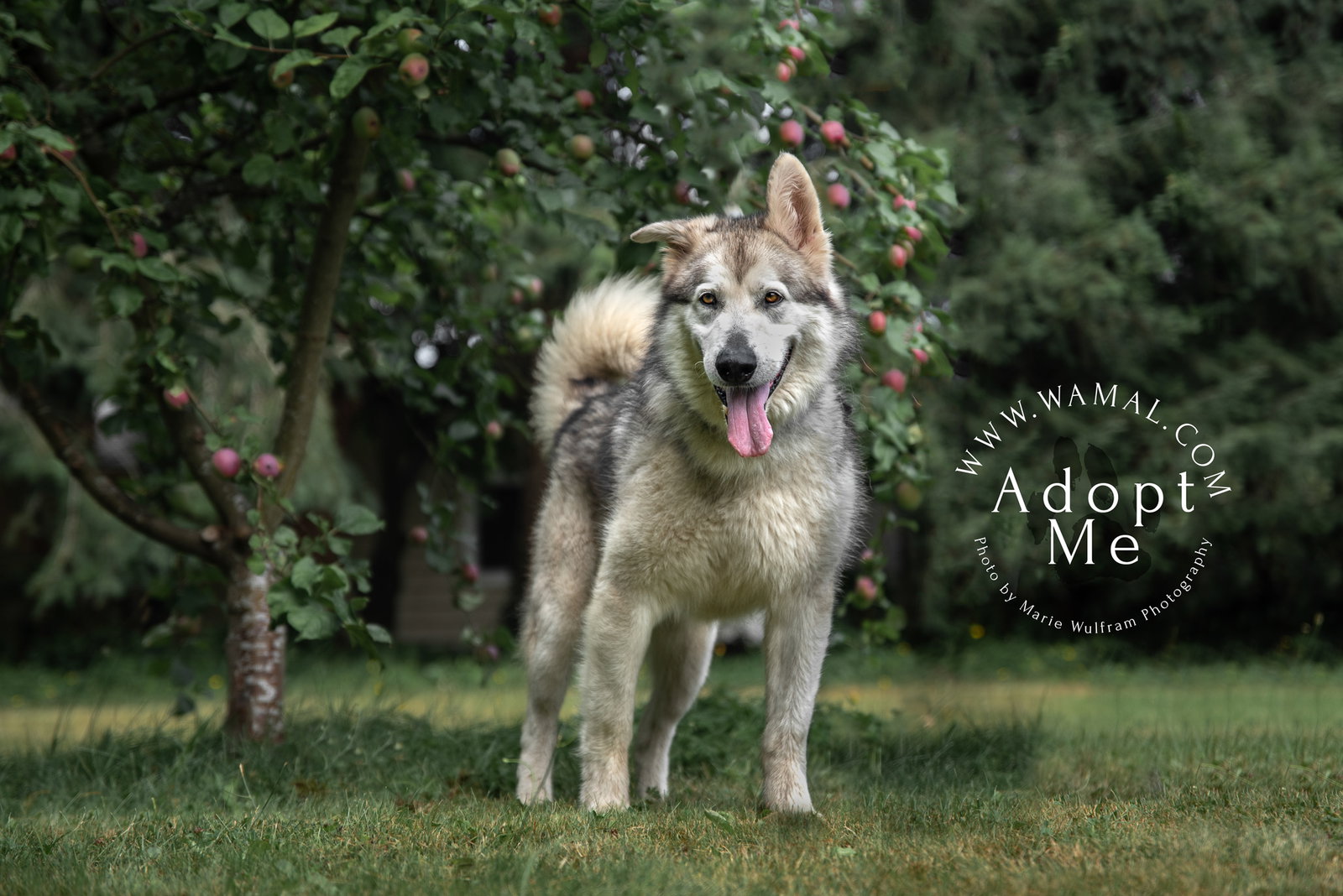 dog-image