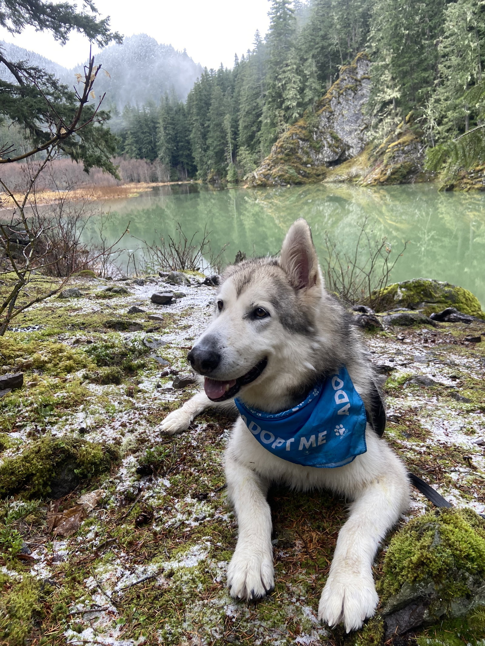 dog-image
