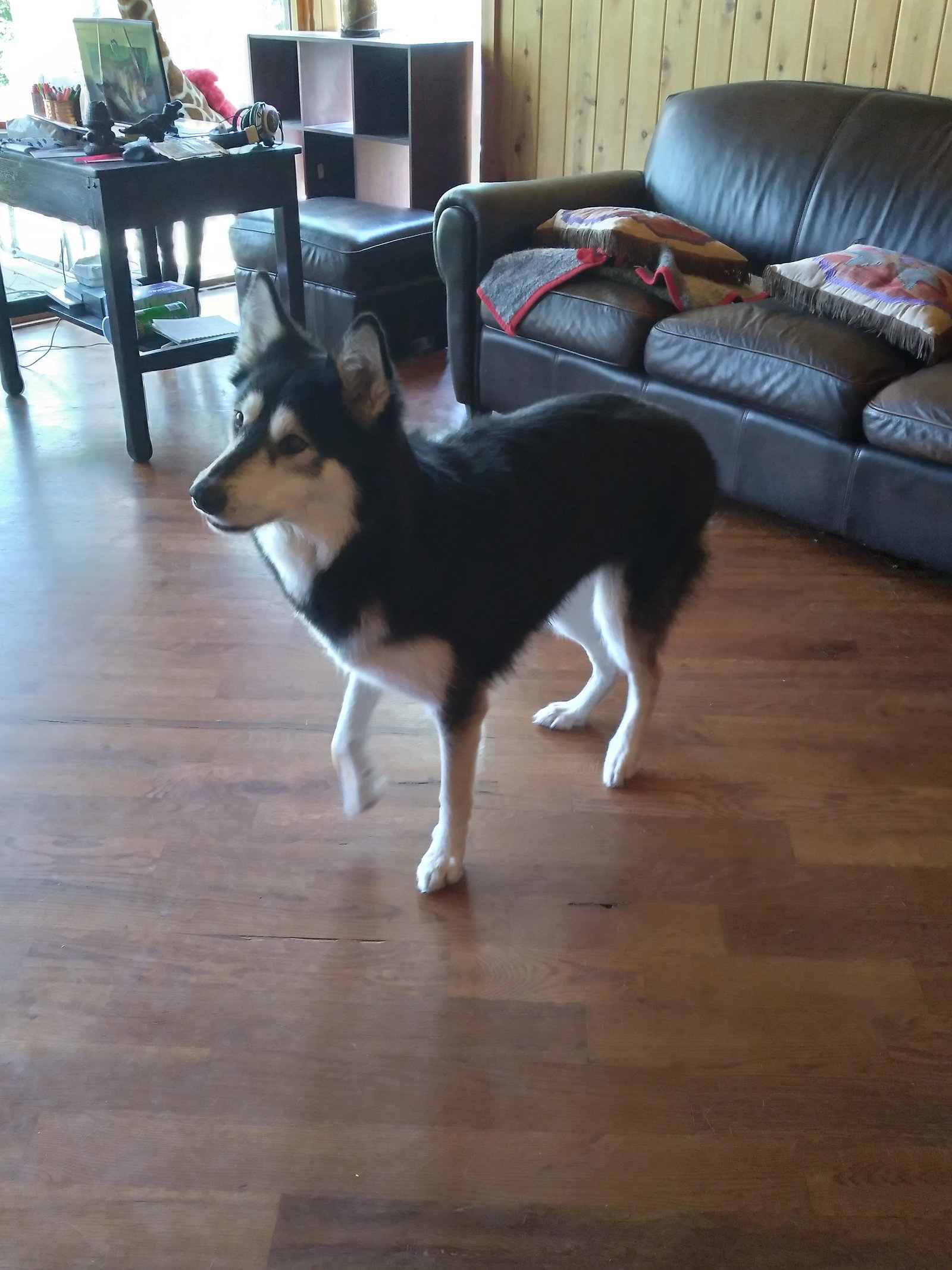 dog-image
