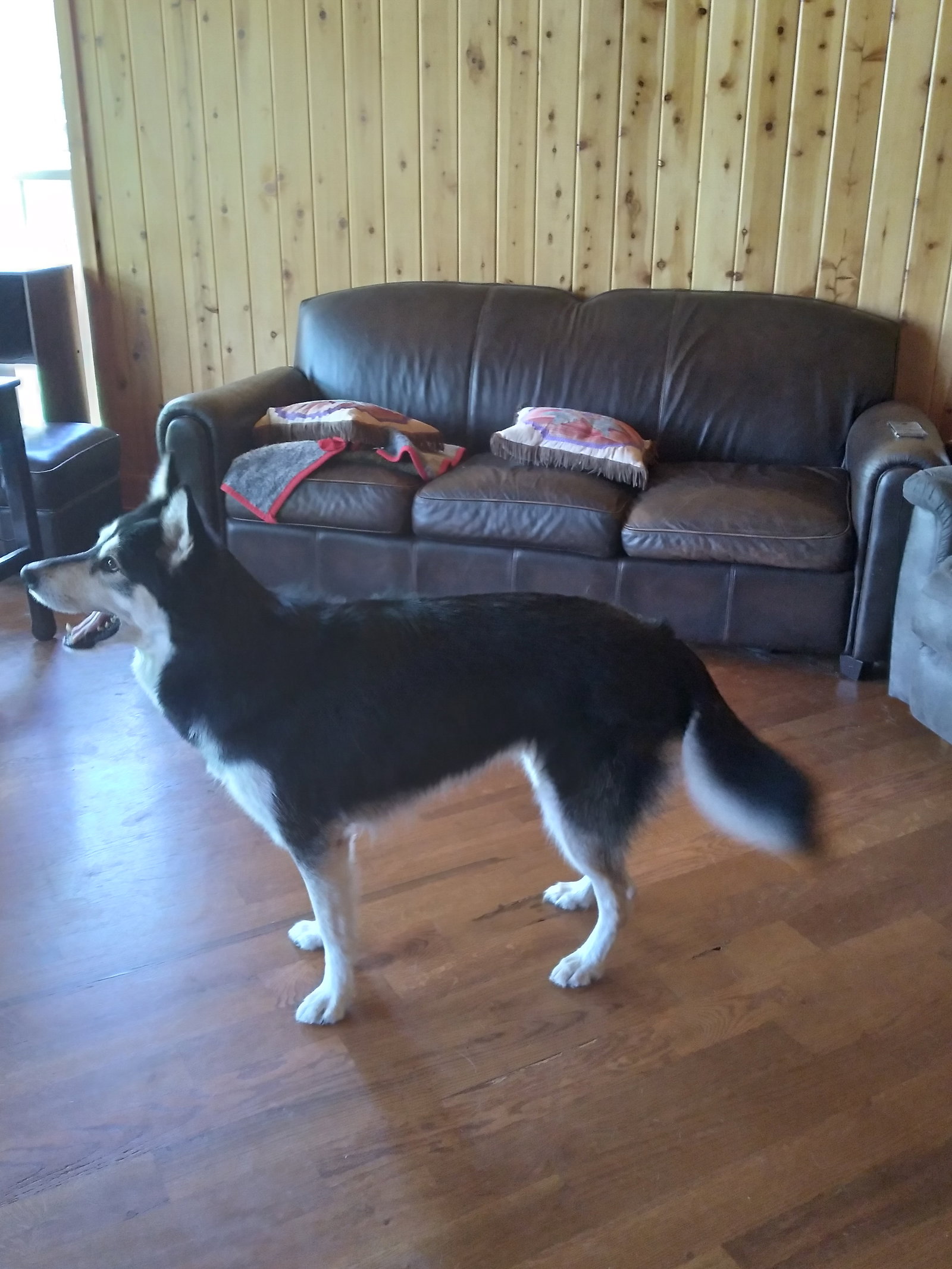 dog-image