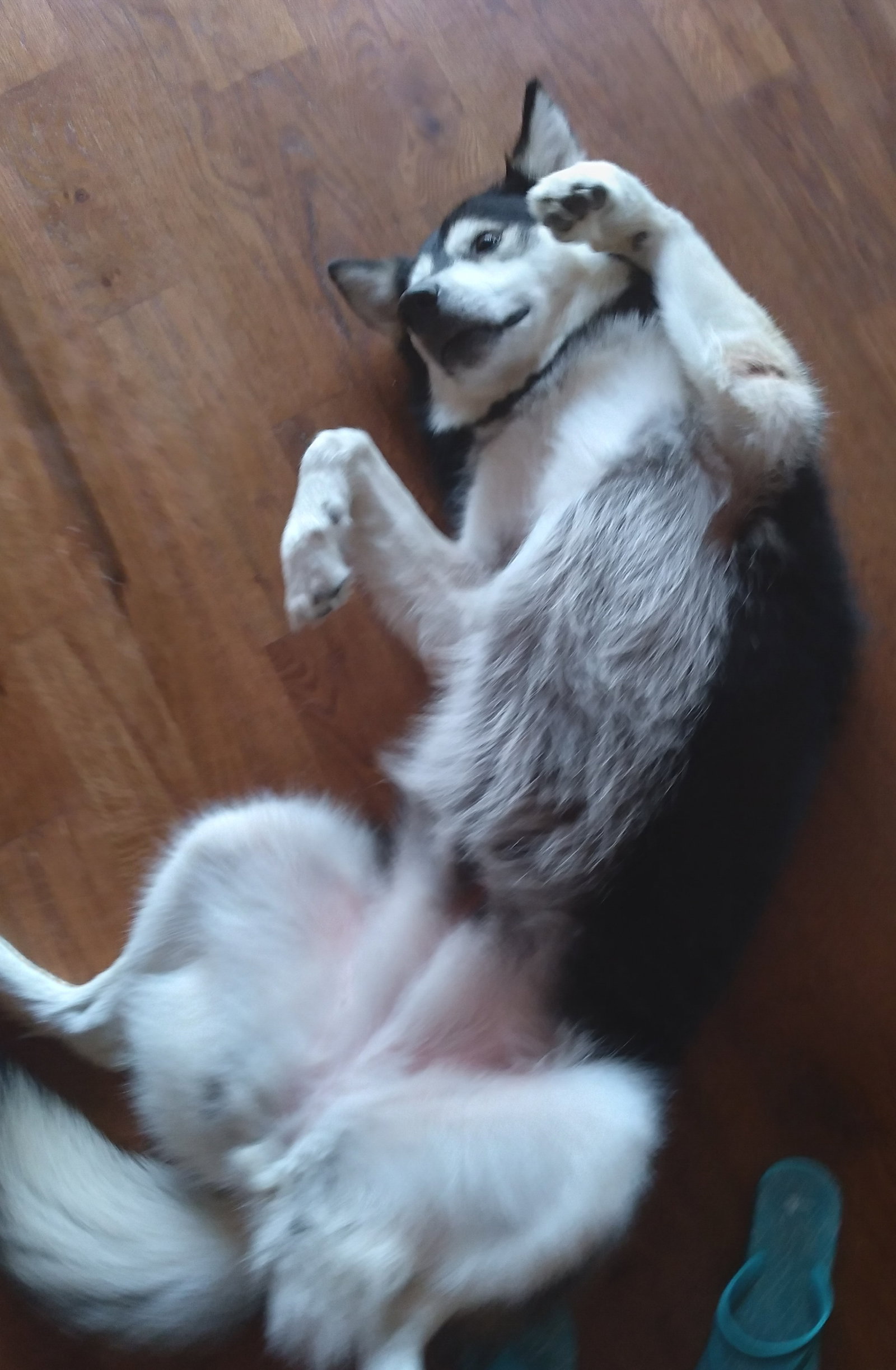 dog-image