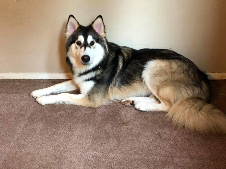 DIESEL (renamed Kobi)
