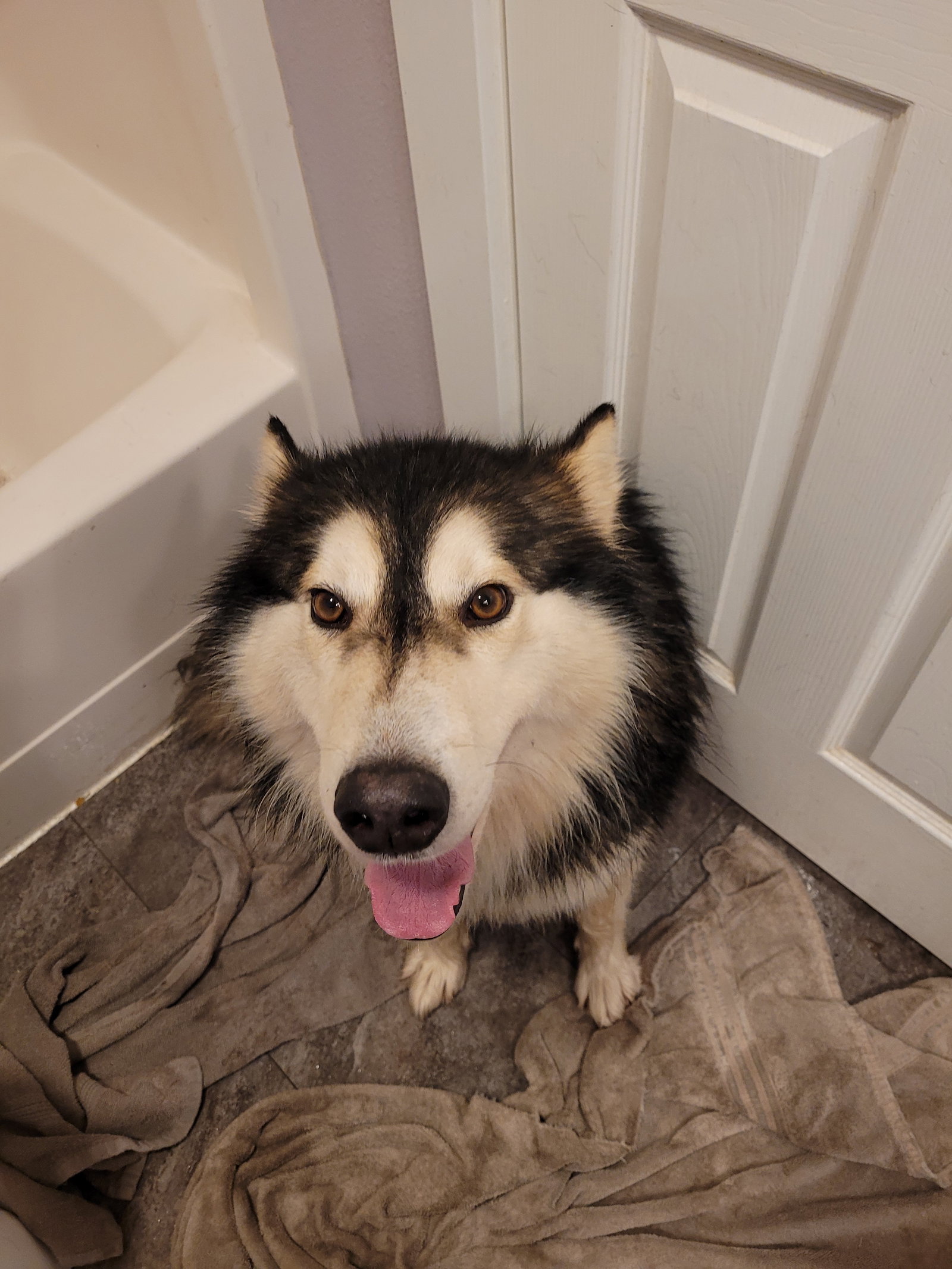dog-image