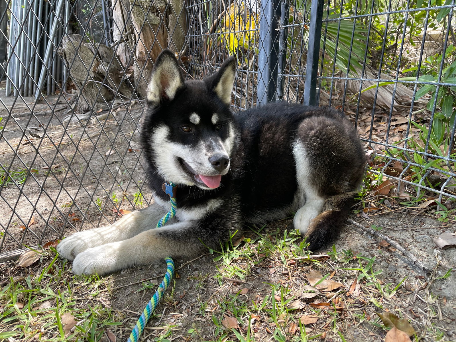 Kodiak (renamed Kavik)