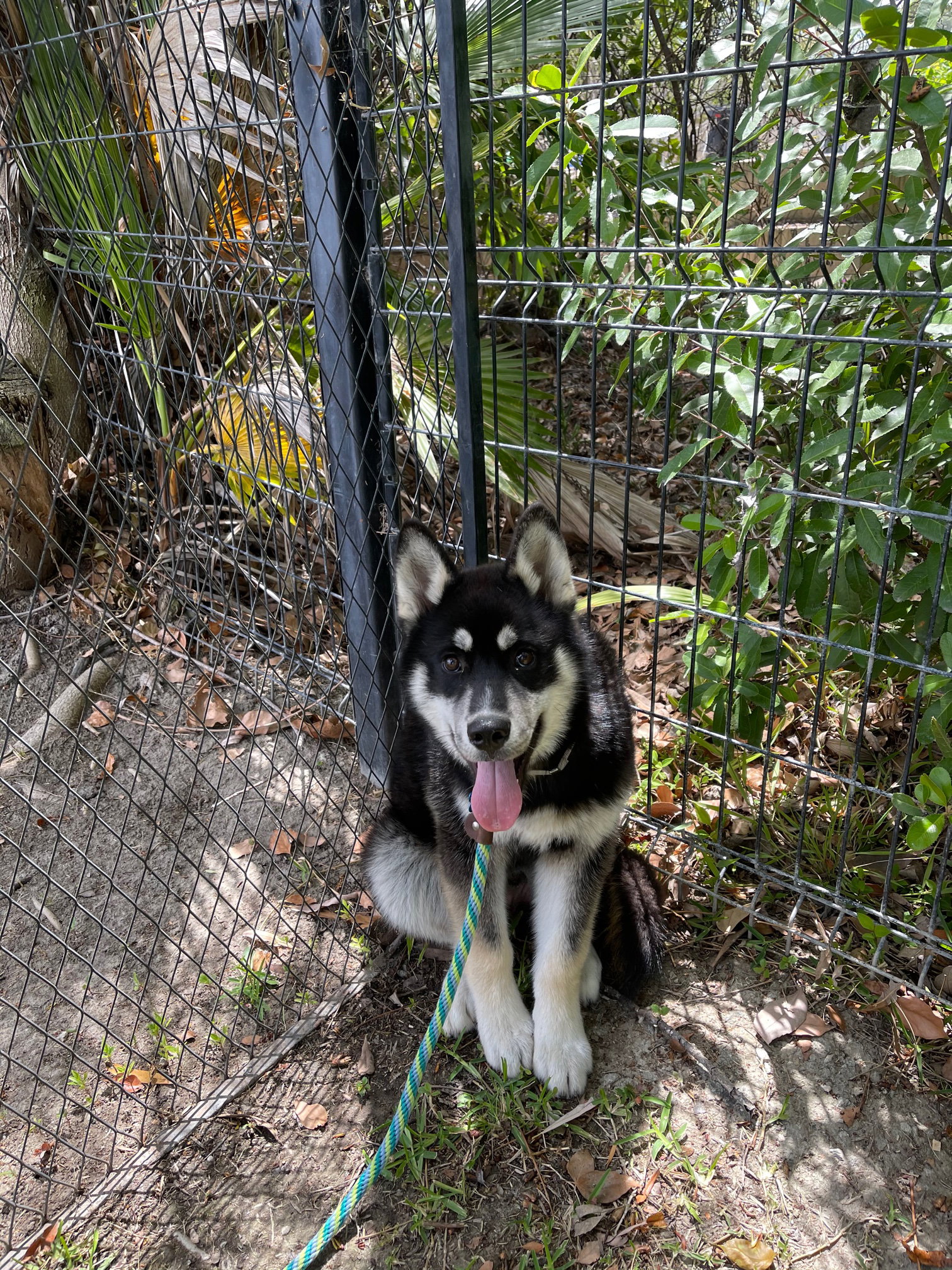 dog-image