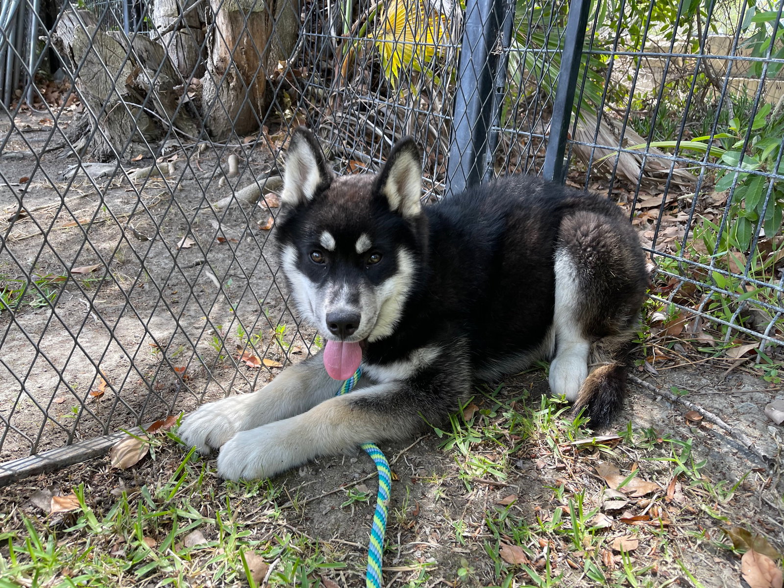 dog-image