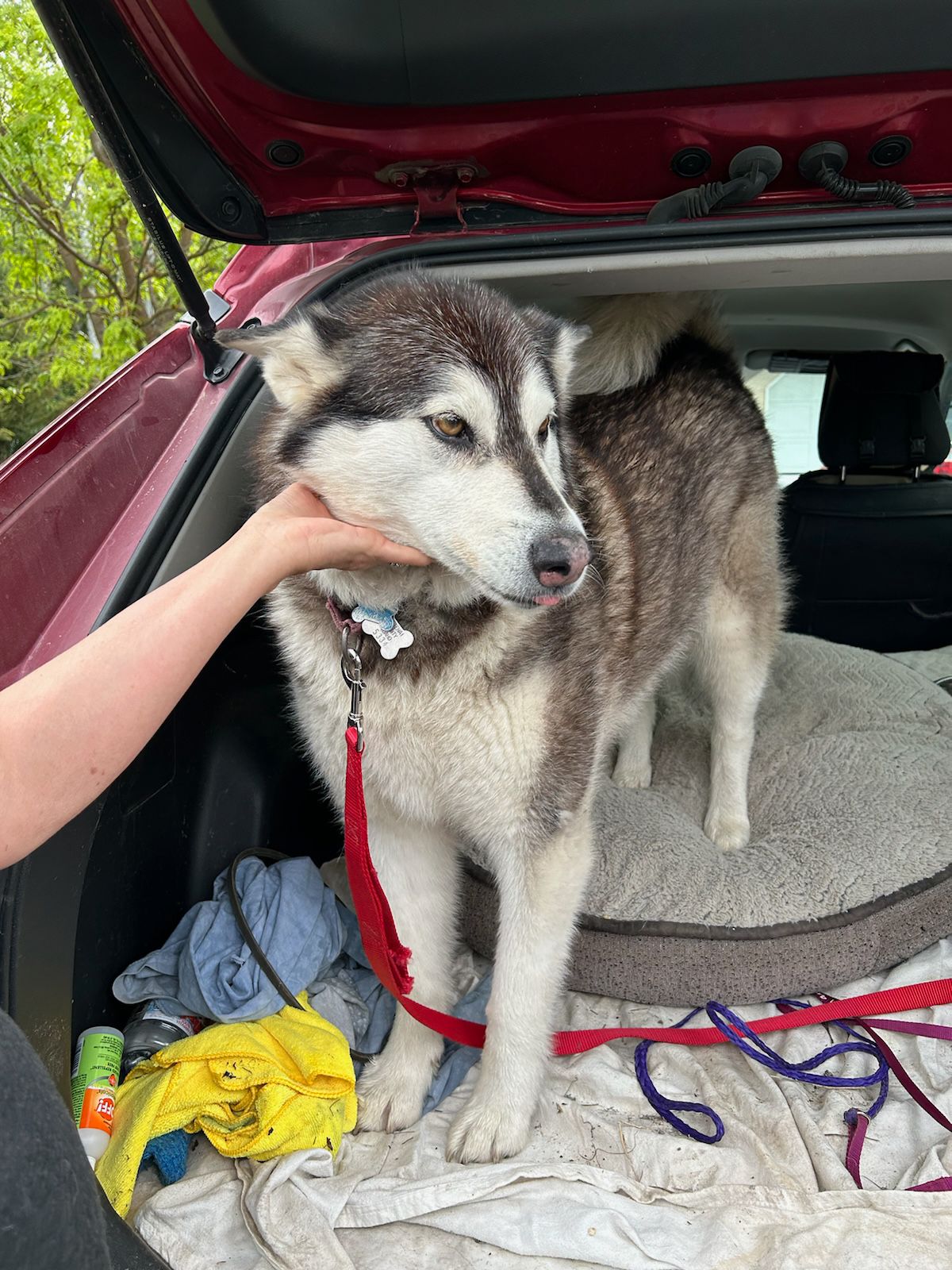 dog-image