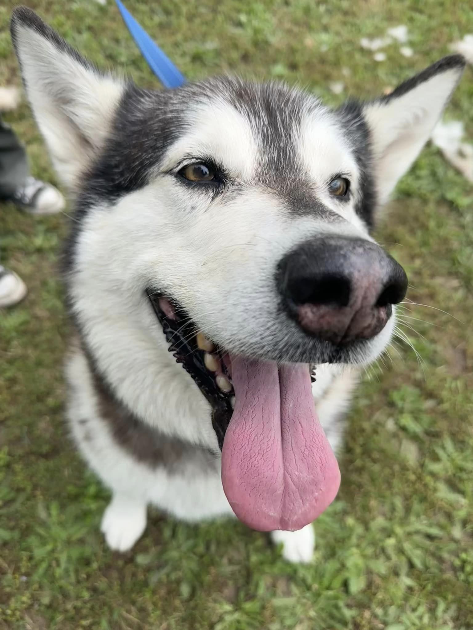 dog-image