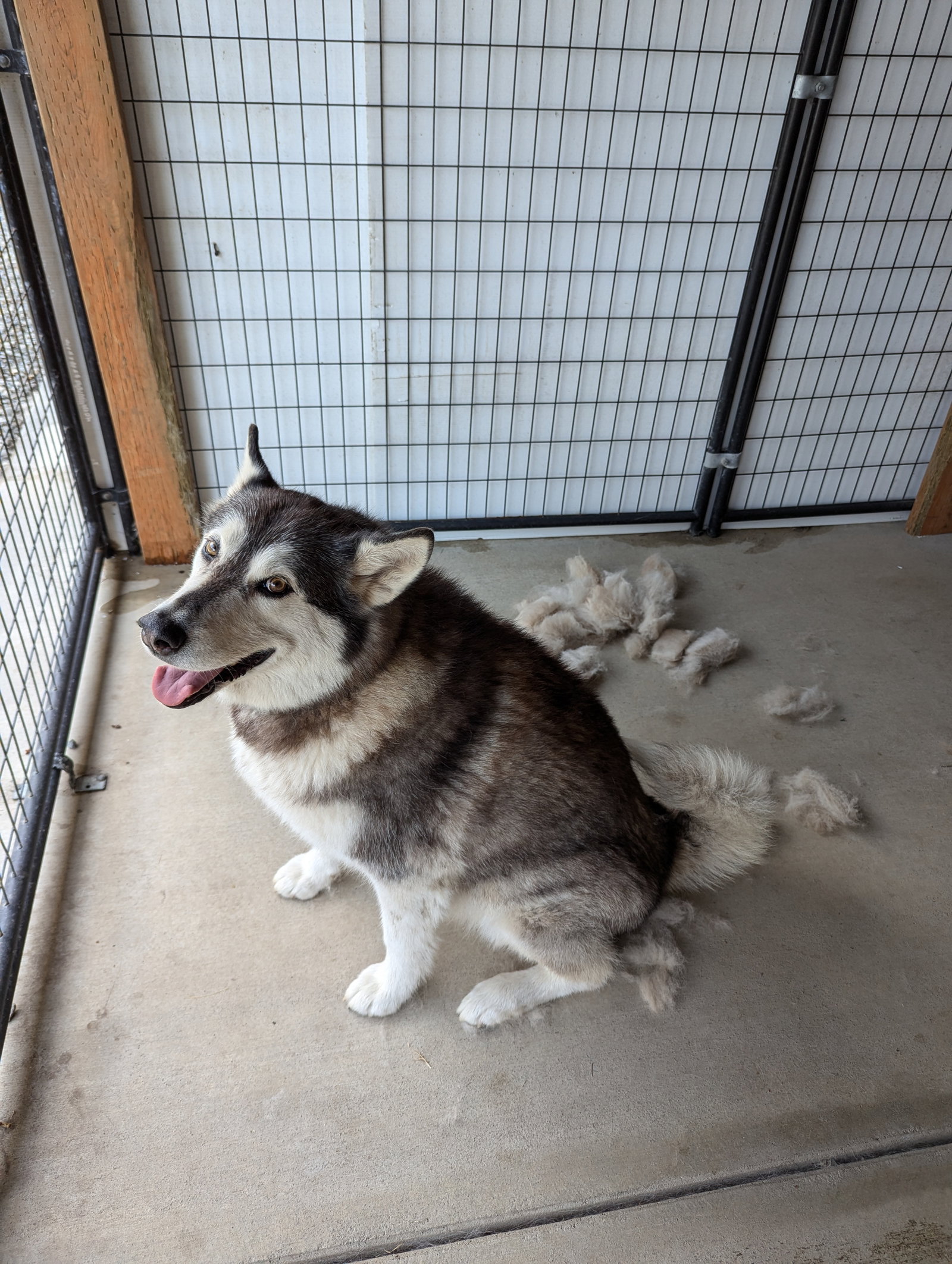 dog-image