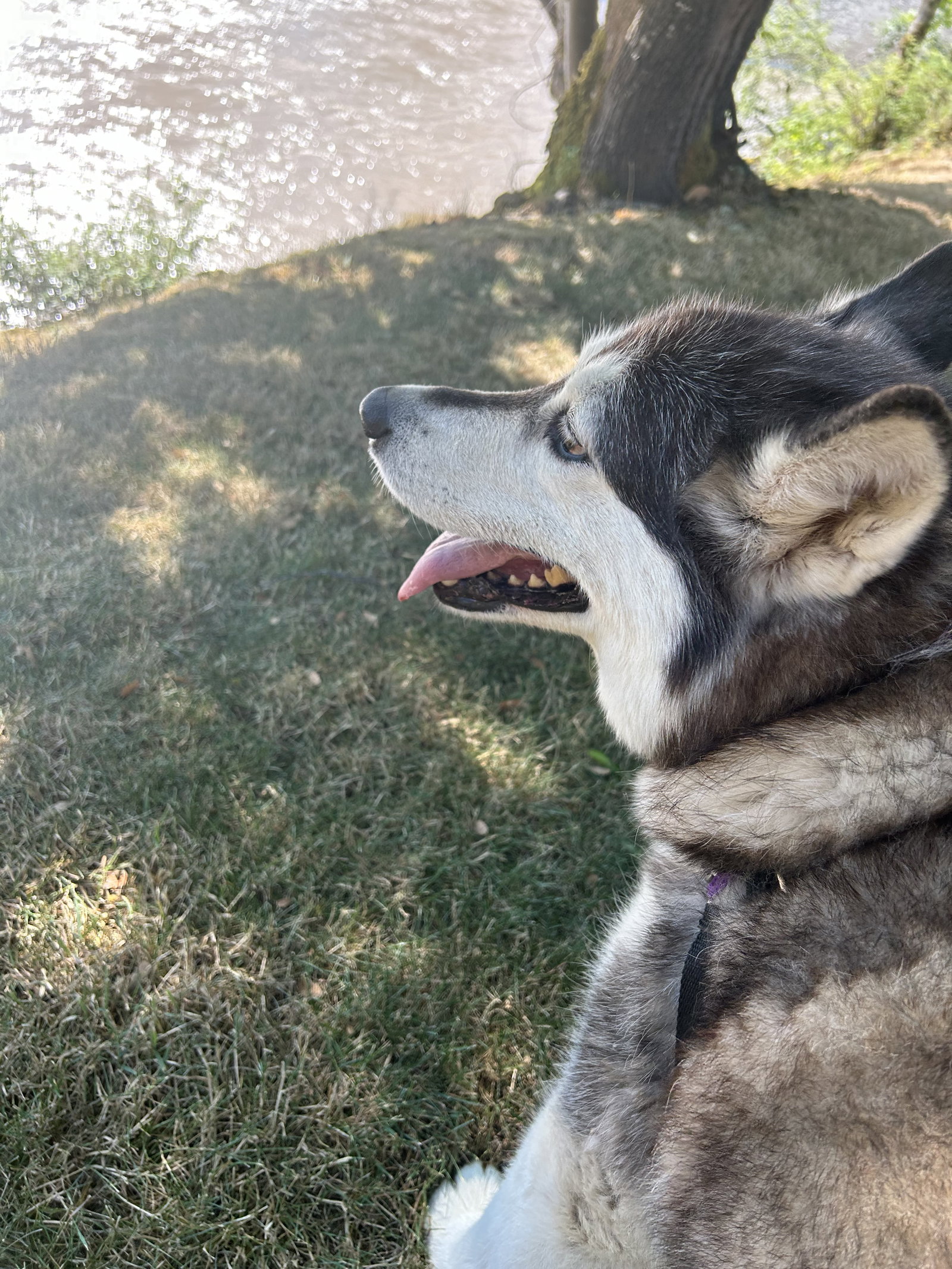 dog-image