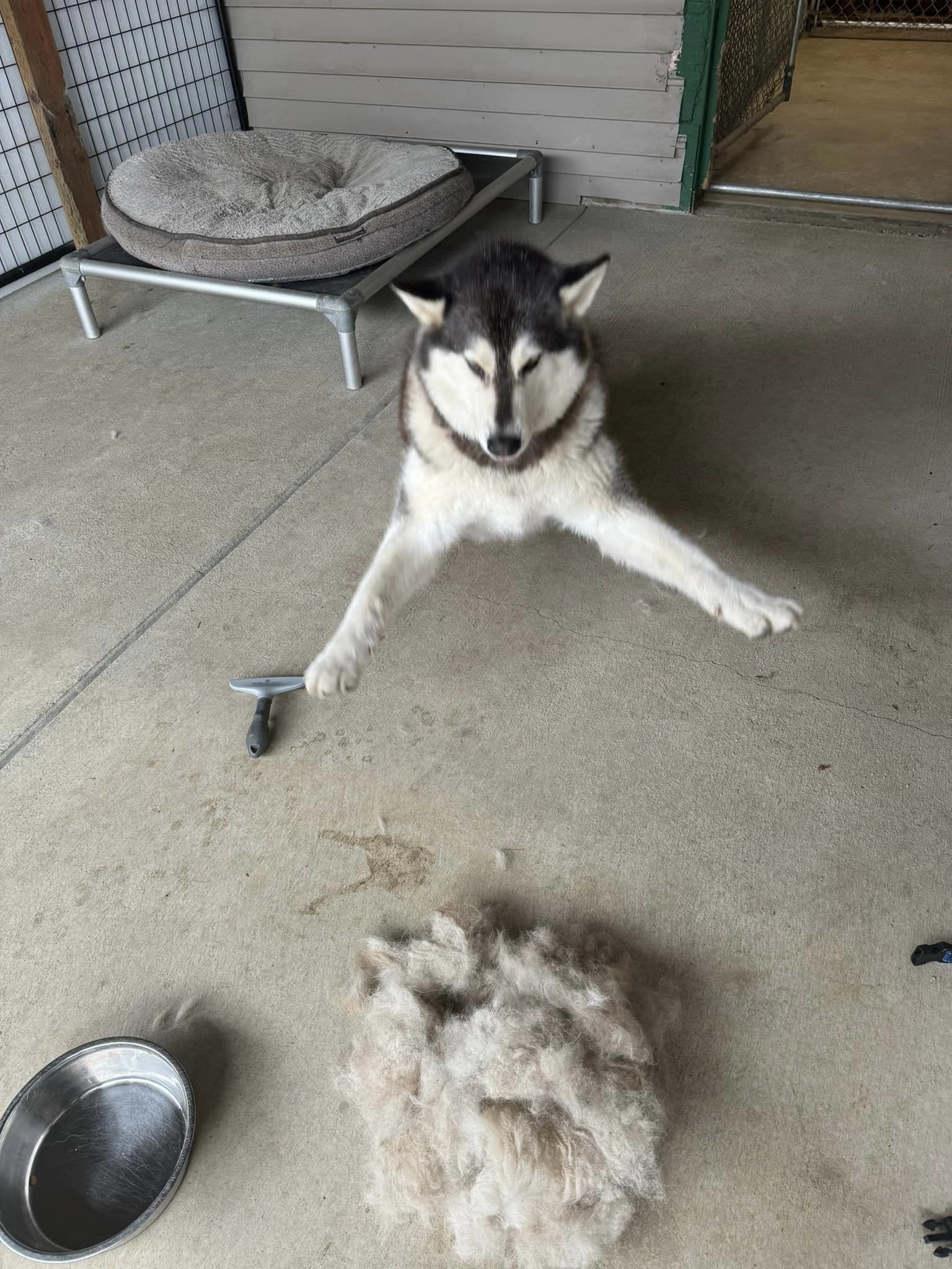 dog-image