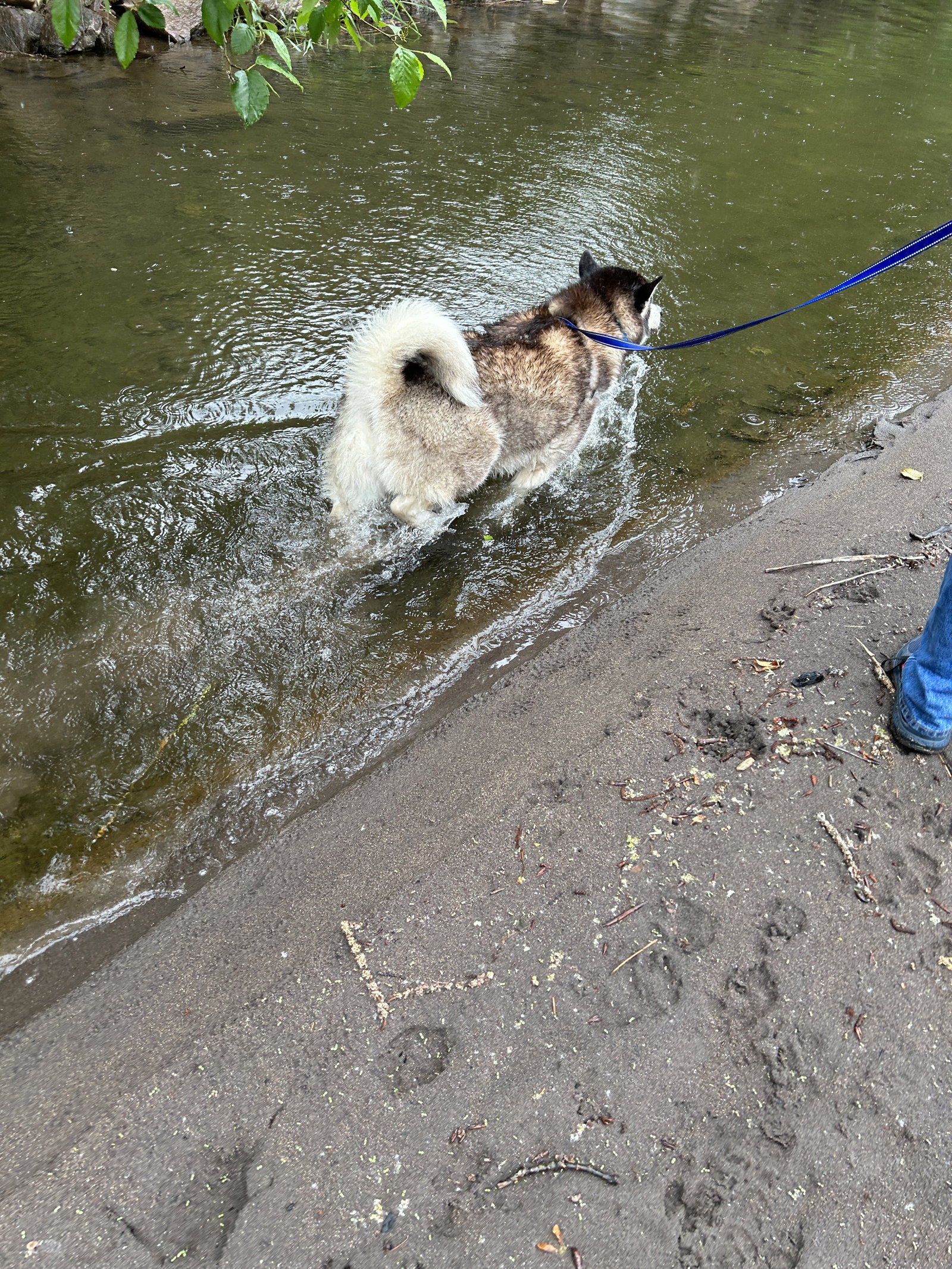 dog-image