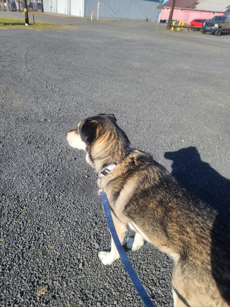 dog-image