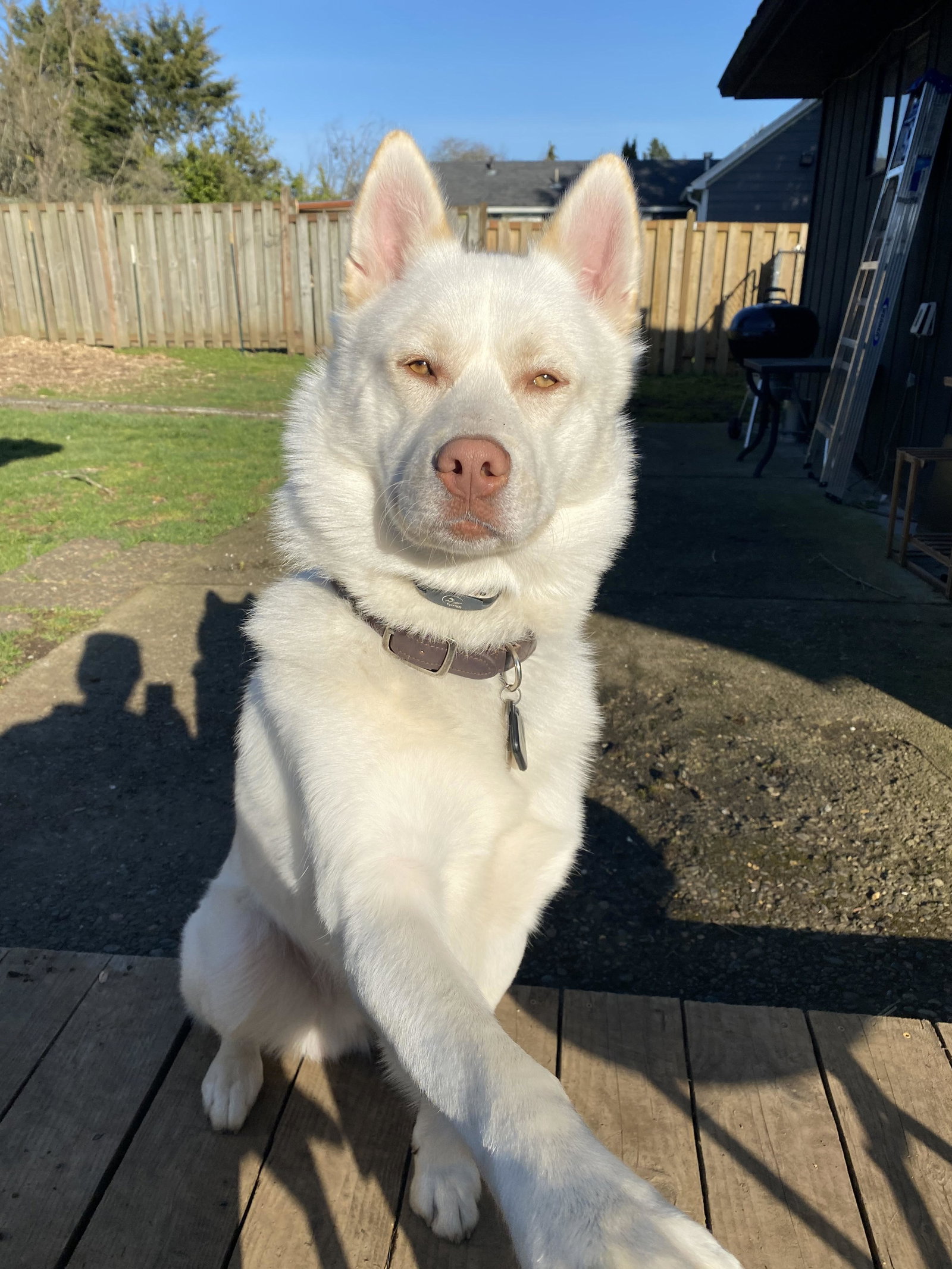 dog-image