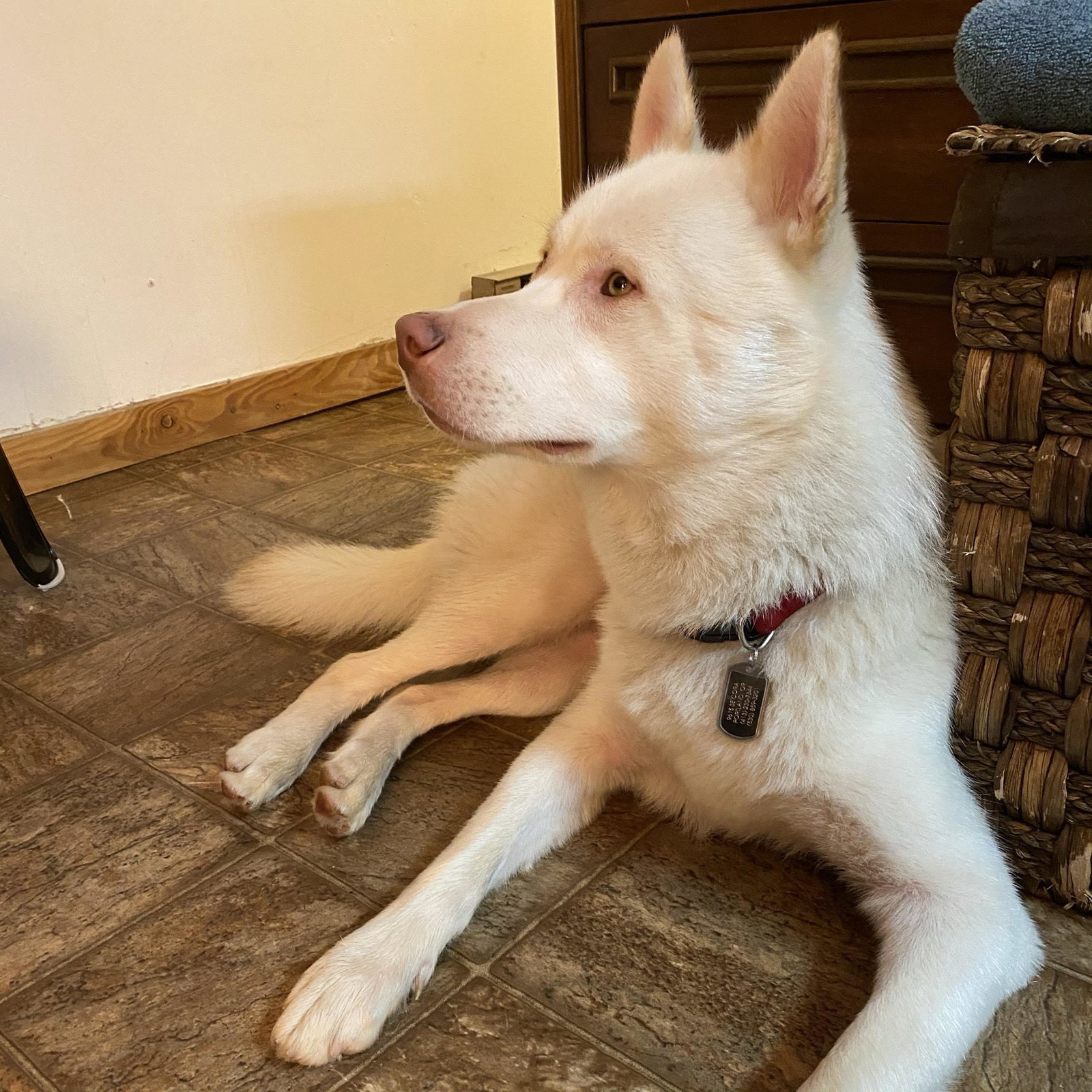 dog-image