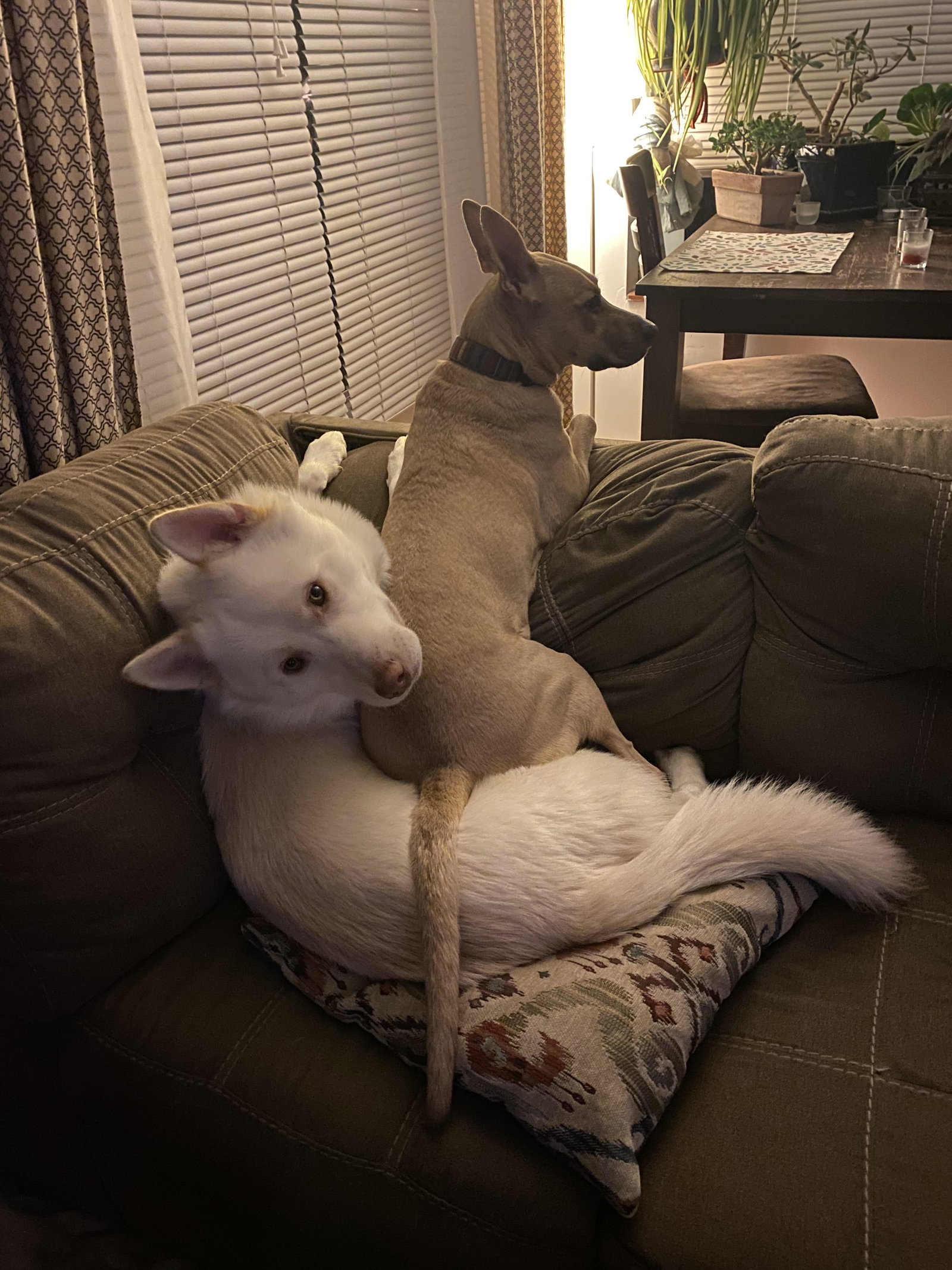 dog-image