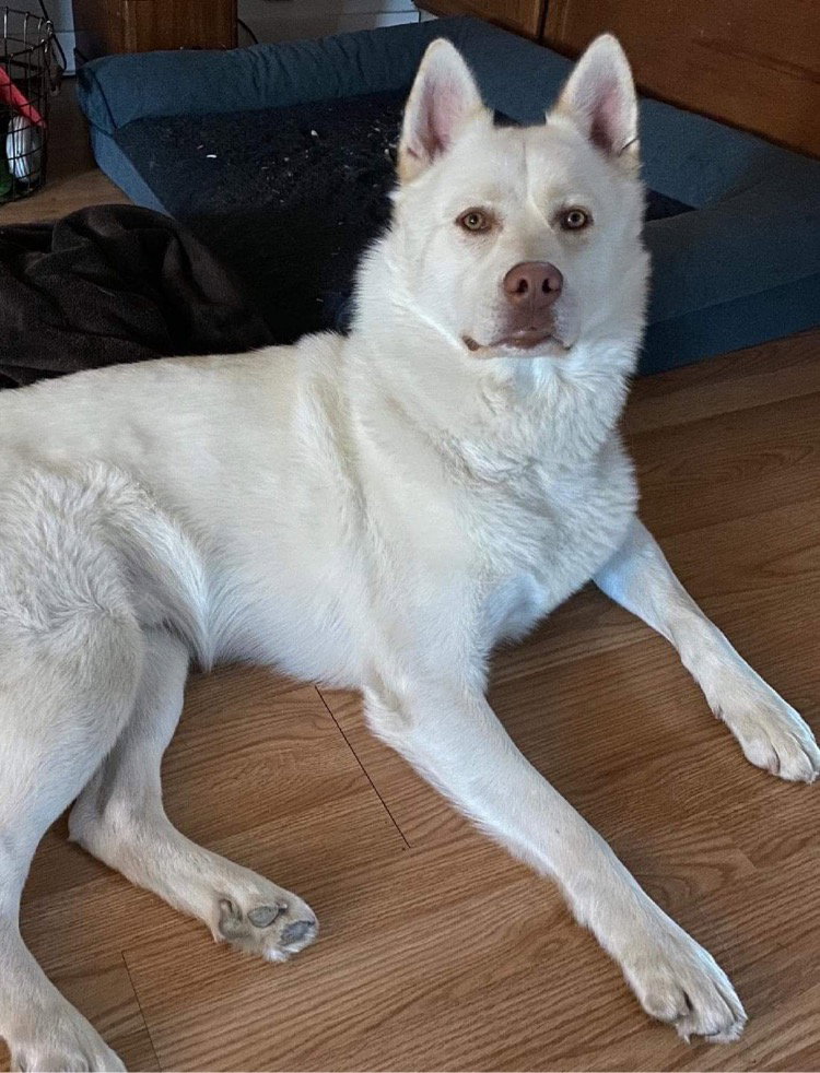 dog-image