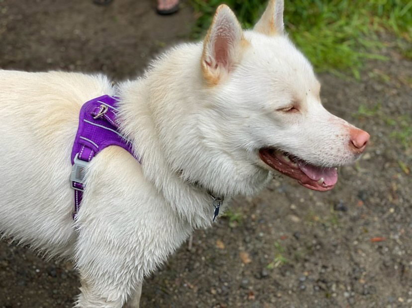 dog-image