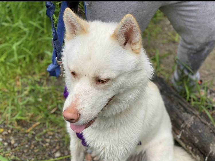 dog-image
