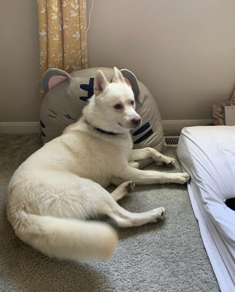 dog-image