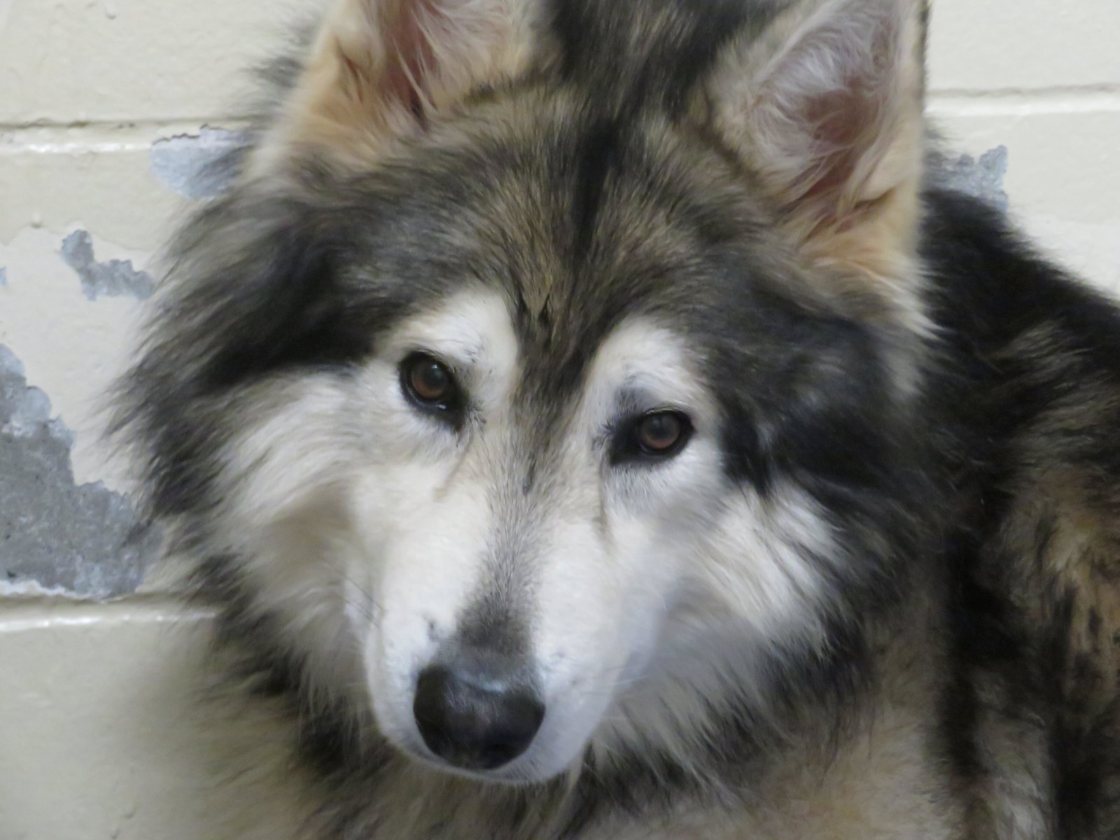 dog-image