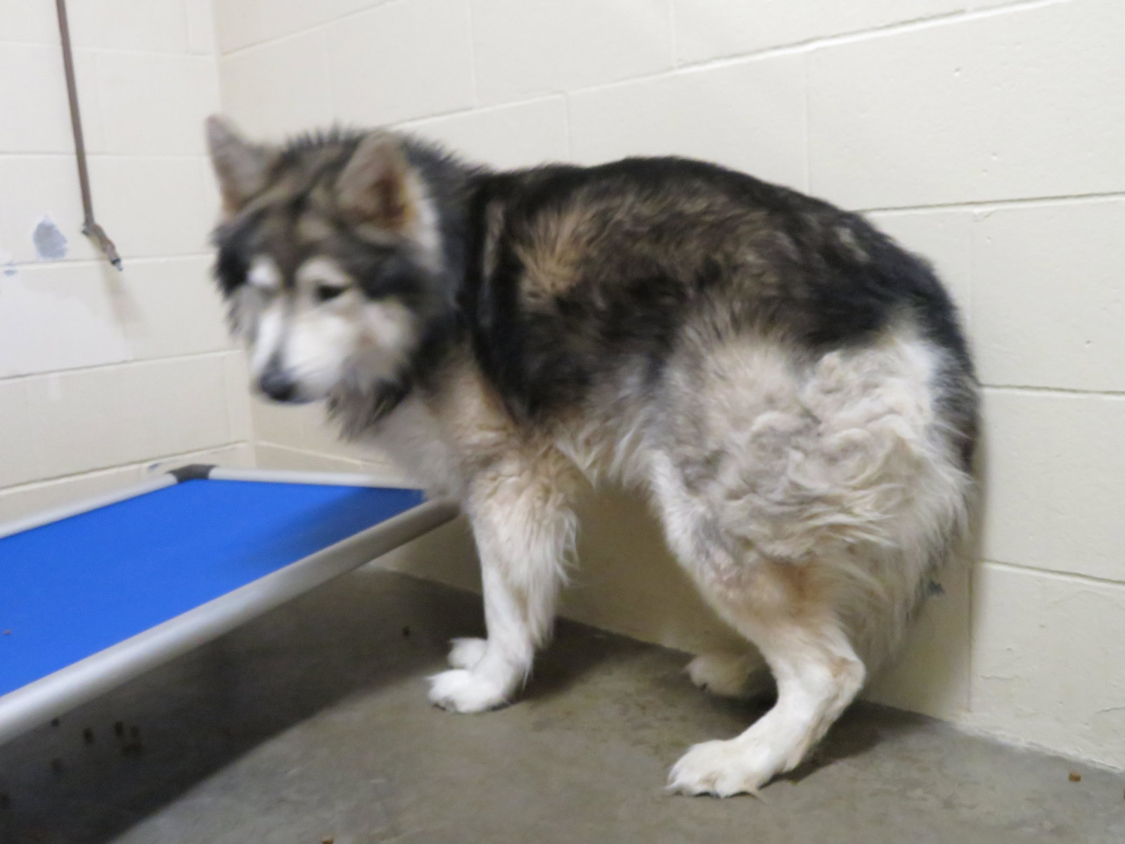 dog-image