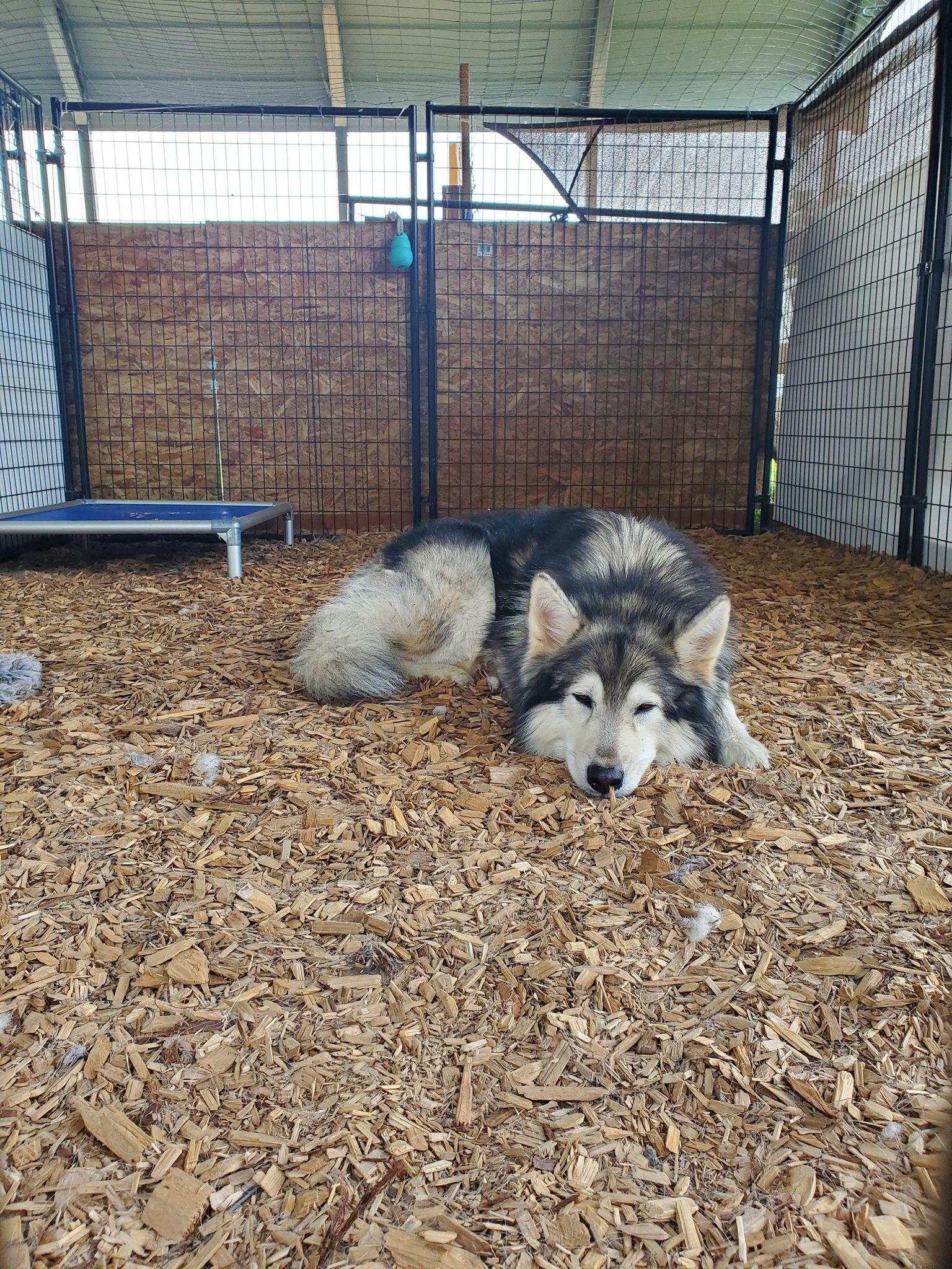 dog-image