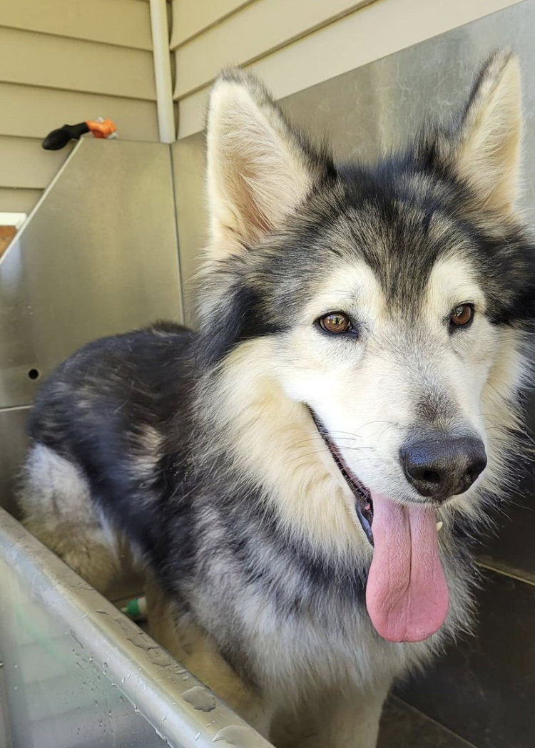 dog-image