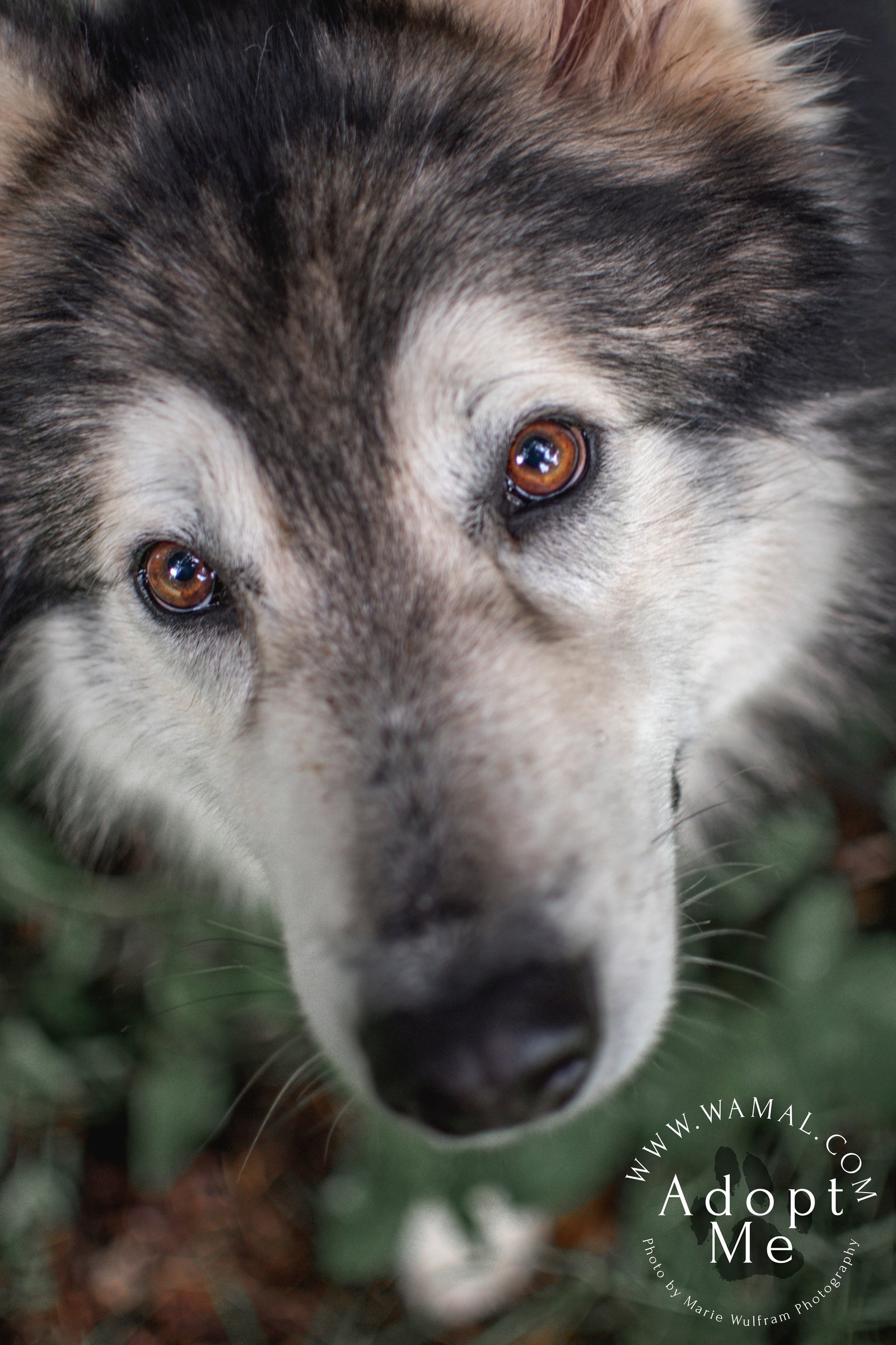 dog-image