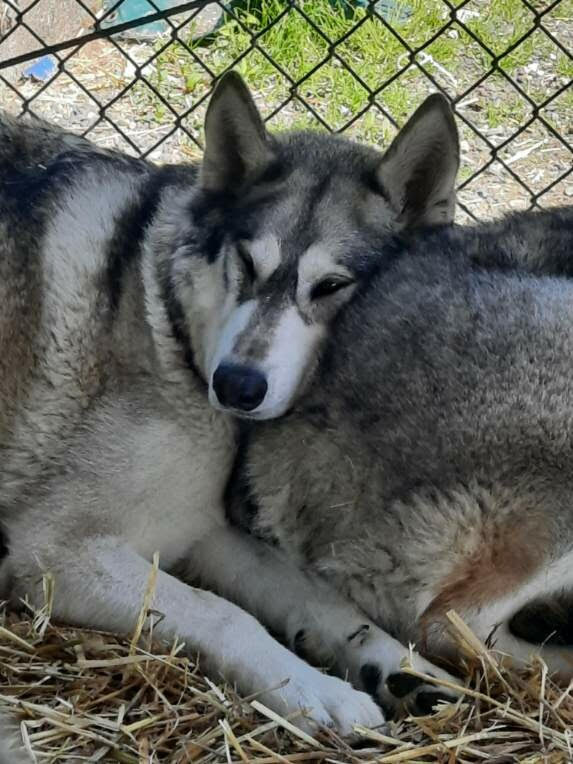 dog-image