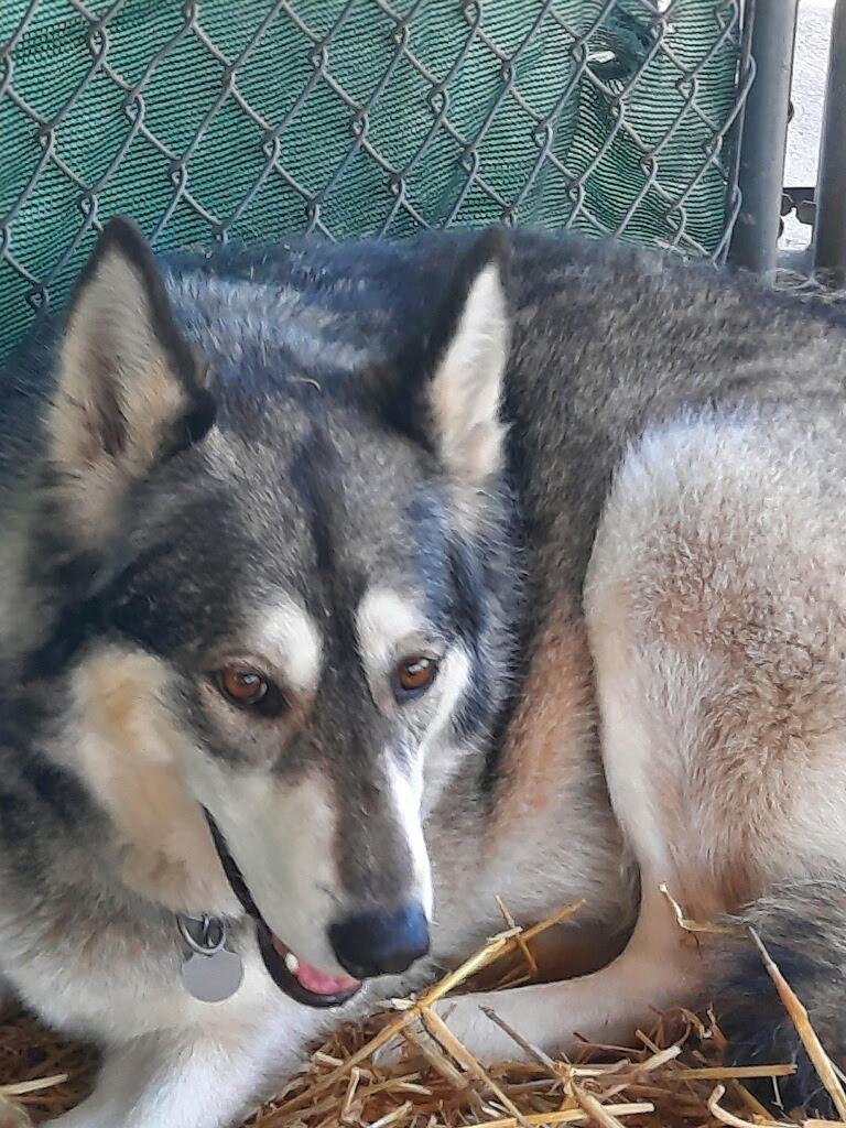dog-image