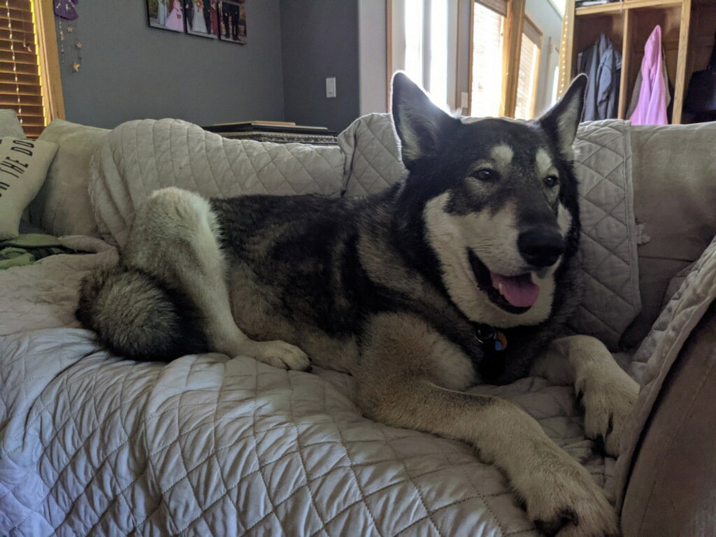 dog-image