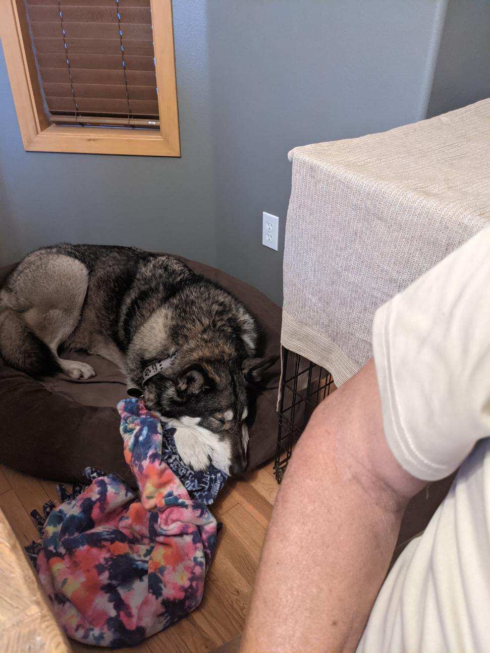 dog-image