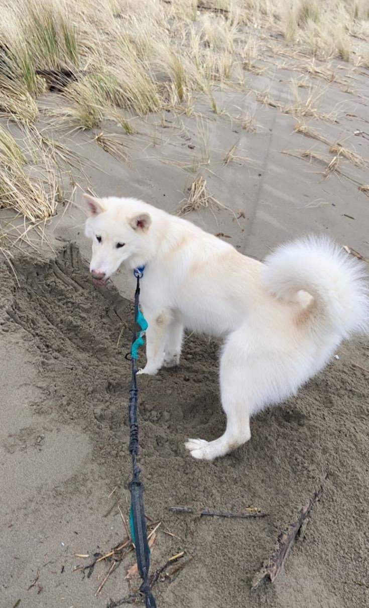 dog-image