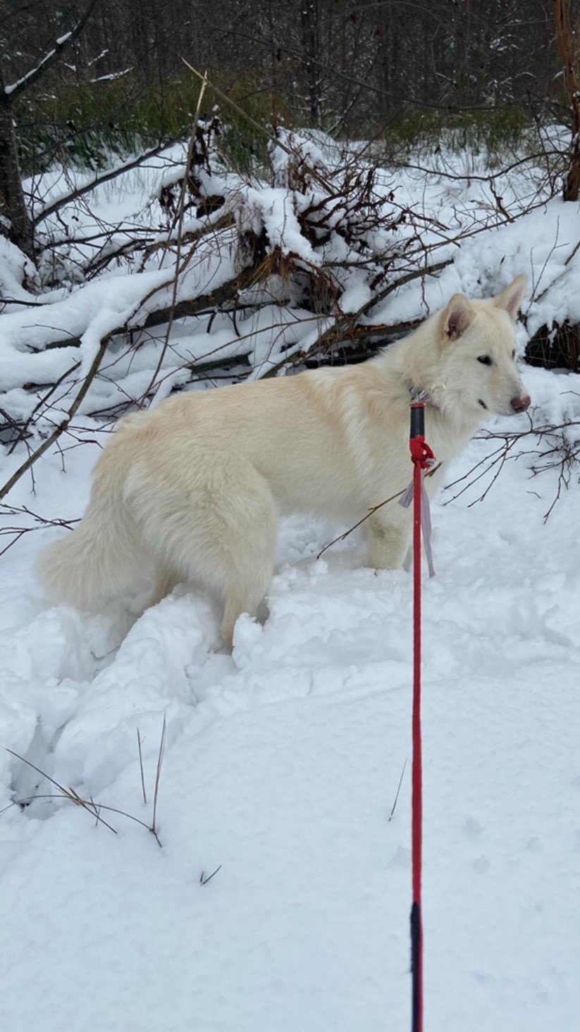 dog-image