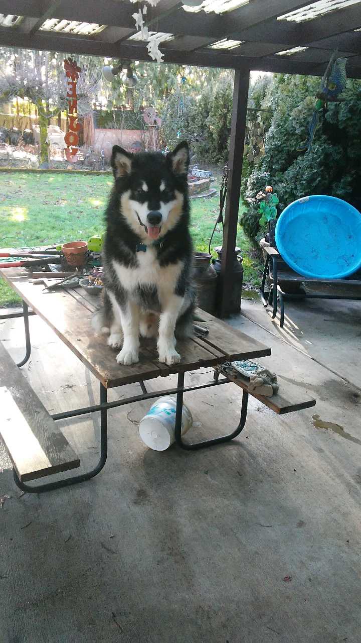 dog-image