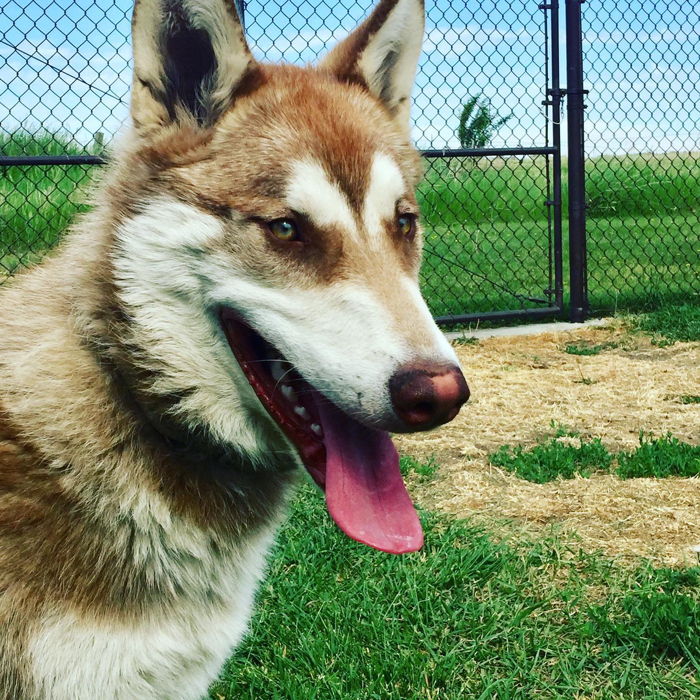 dog-image